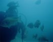 Diver on platform with Blue Gill