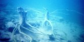 Flaming Gorge underwater stumps