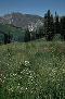 mountain and flowers