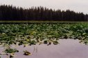 Lilly pond in Grand Tetons